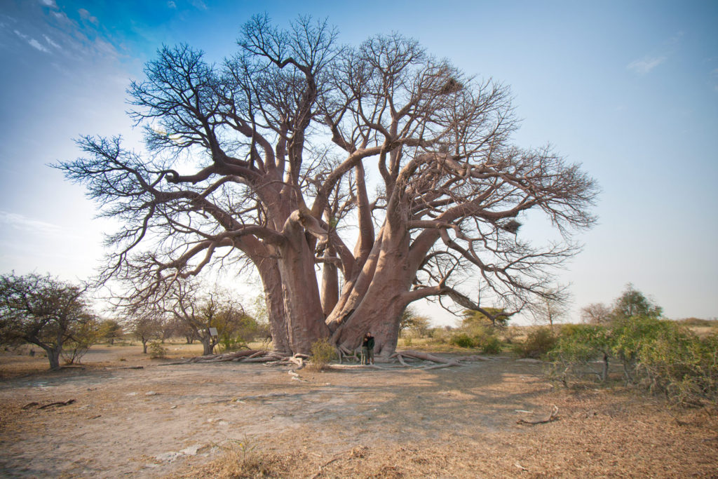 Makgadikgadi Pans, Botswana. © Hal Brindley