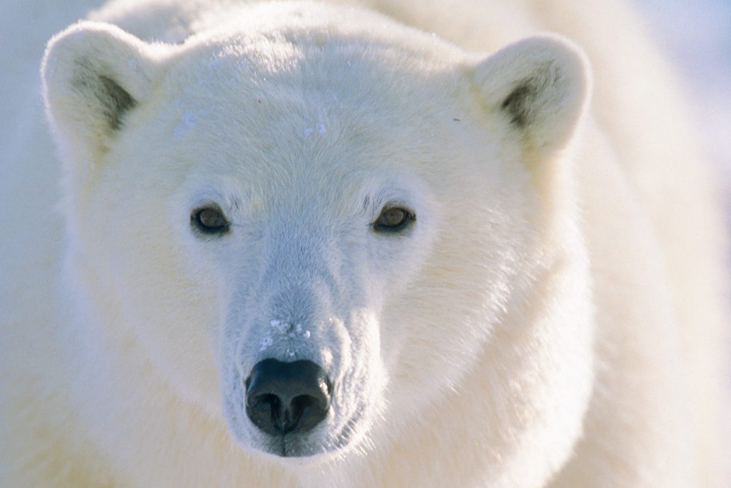 Polar Bear (Ursus maritimus) Churchill, Manitoba, Canada © Hal Brindley