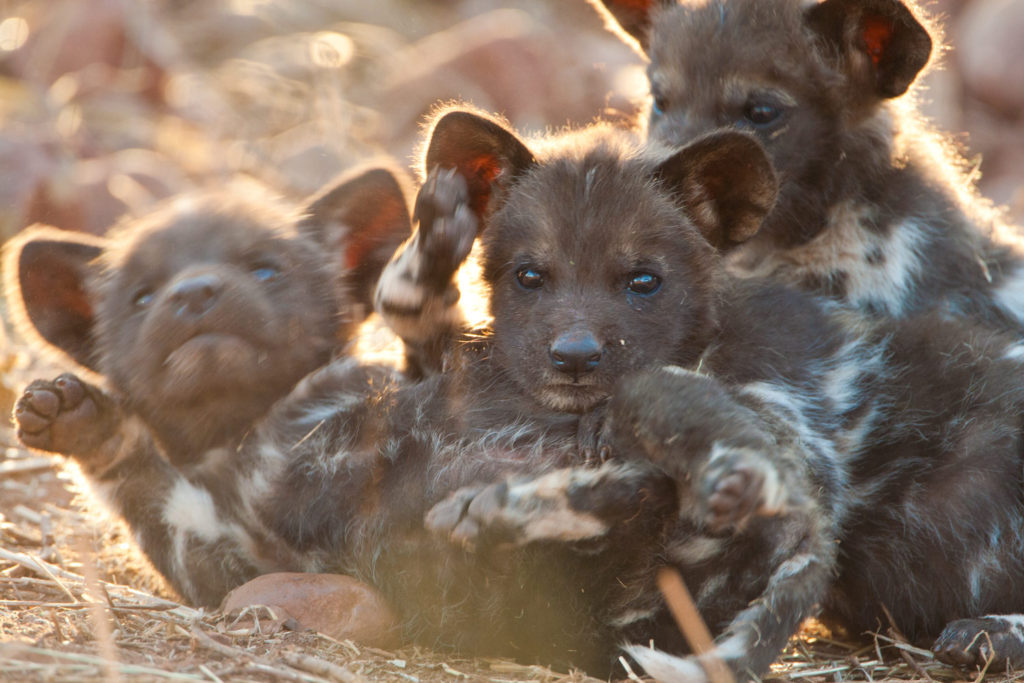 African Wild Dog puppies, KwaZulu Natal, South Africa. © Hal Brindley