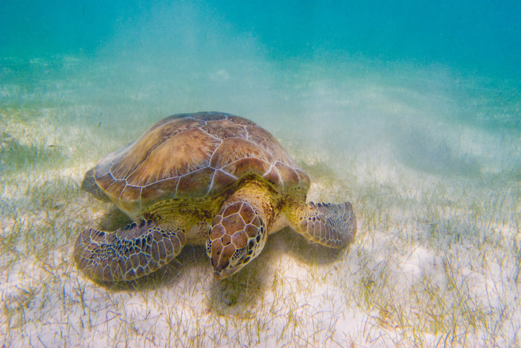 039-sea-turtle