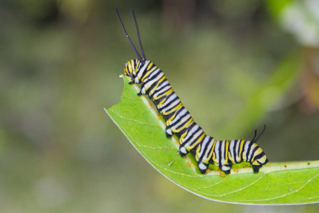 042-monarch-caterpillar