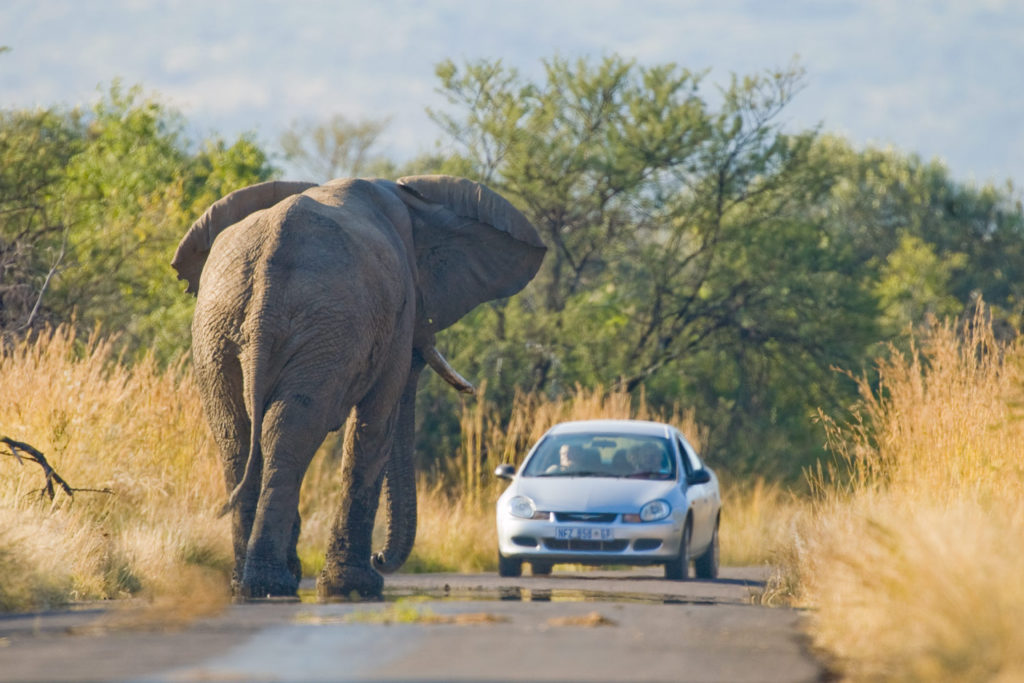 African Elephant (Loxodonta africana) standing in road in Pilanesberg National Park South Africa © Hal Brindley
