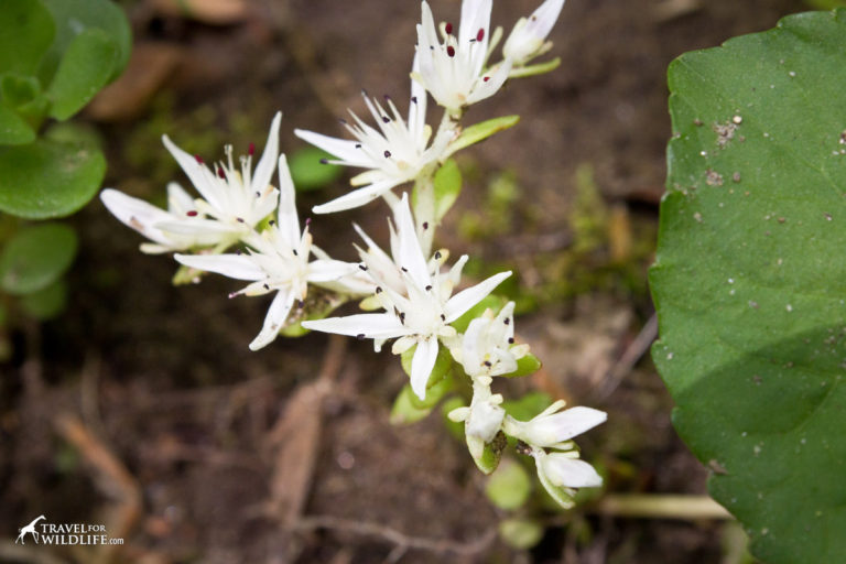 Wildflowers of the Great Smoky Mountains, the April Edition | Travel ...