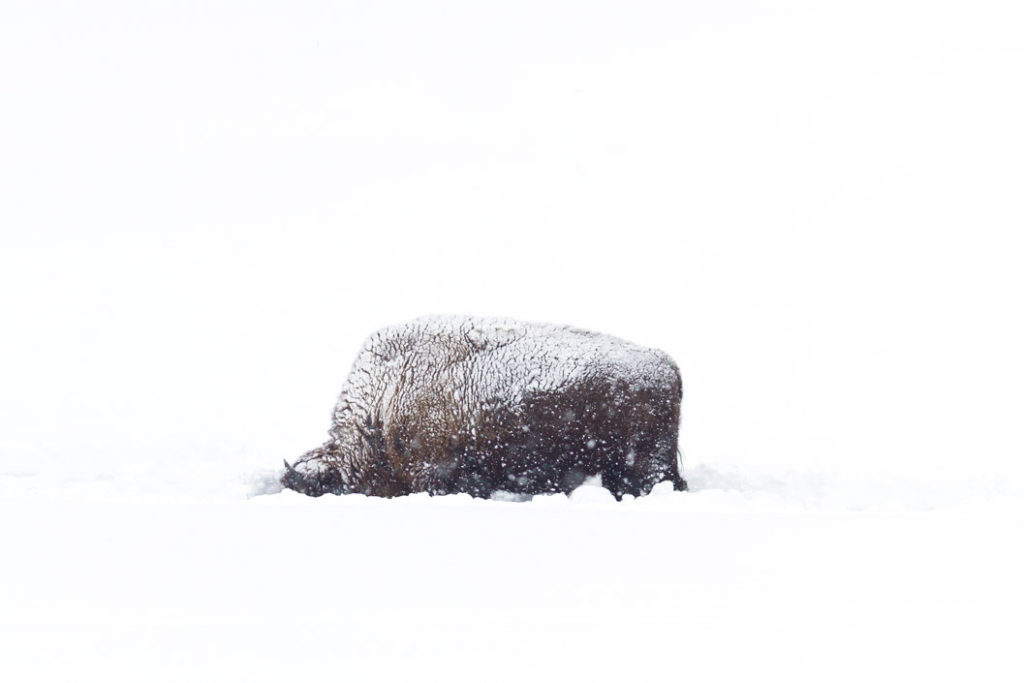 Japan's Snow Monkeys, and How to Visit Them | Travel For Wildlife