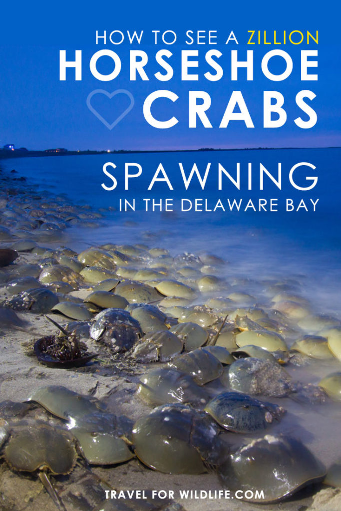 How to See a Zillion Horseshoe Crabs Spawning in the Delaware Bay