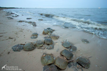 How to See a Zillion Horseshoe Crabs Spawning in the Delaware Bay ...