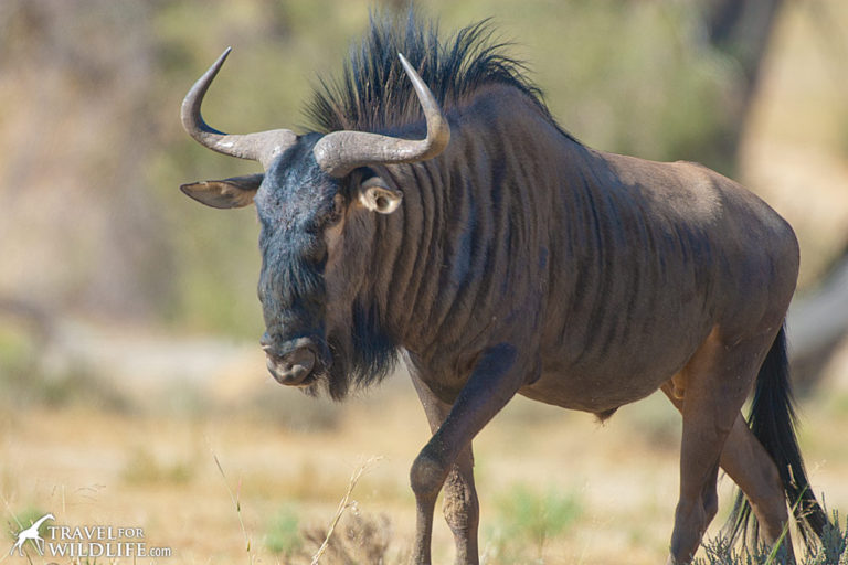 What Do Lions Eat? Lions Diet, Video, & Photos - Travel For Wildlife