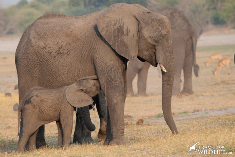 What Do Elephants Eat? Elephant diet, video, & photo • Travel For Wildlife