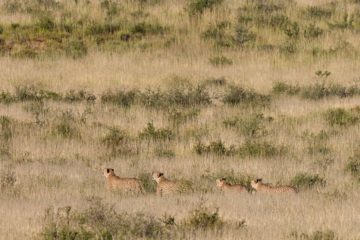 Staying at Urikaruus, a Kgalagadi Wilderness Camp | Travel For Wildlife