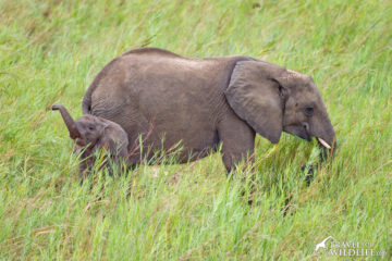 What Do Elephants Eat? Elephant diet, video, & photo • Travel For Wildlife