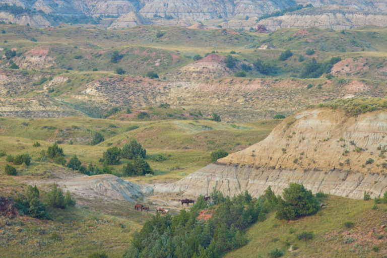 Best National Parks in the United States for Wildlife Watching | Travel ...