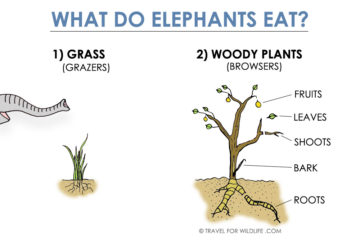 What Do Elephants Eat? Elephant diet, video, & photo • Travel For Wildlife