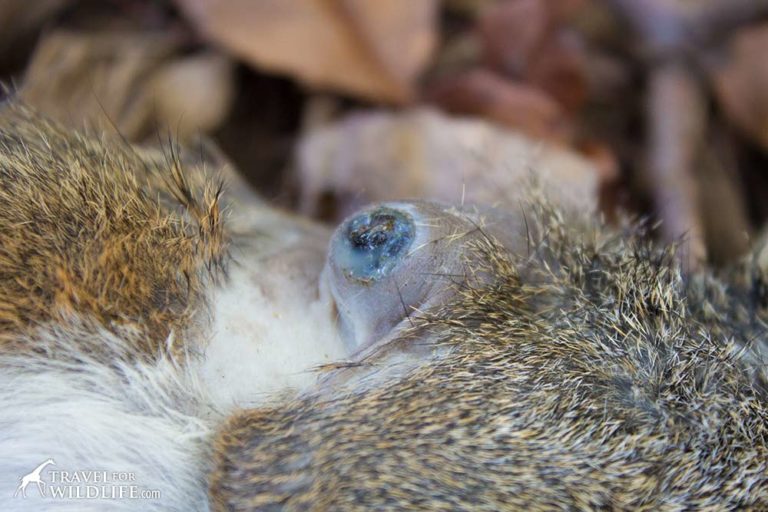 cat-infested-with-botfly-larva-removal-youtube