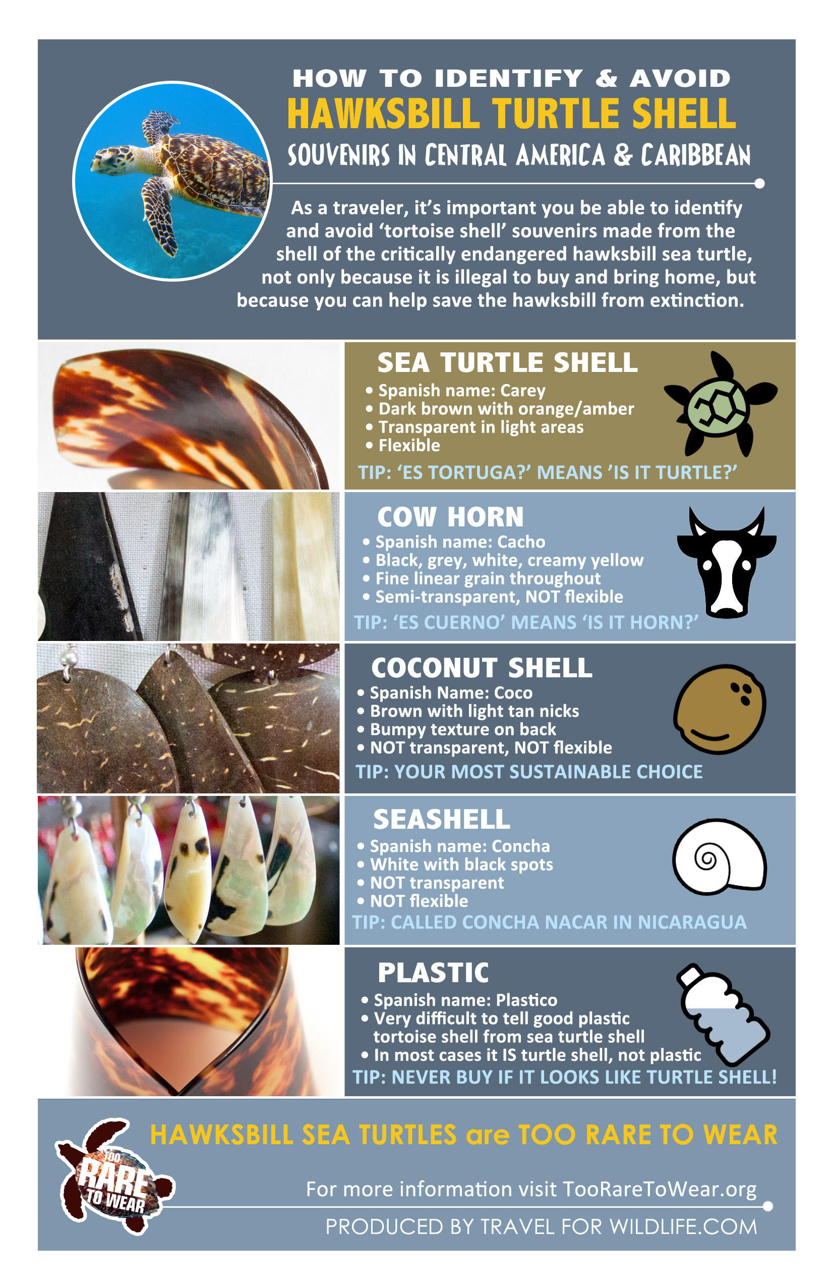 How To Identify And Avoid Sea Turtle Shell Souvenirs - 