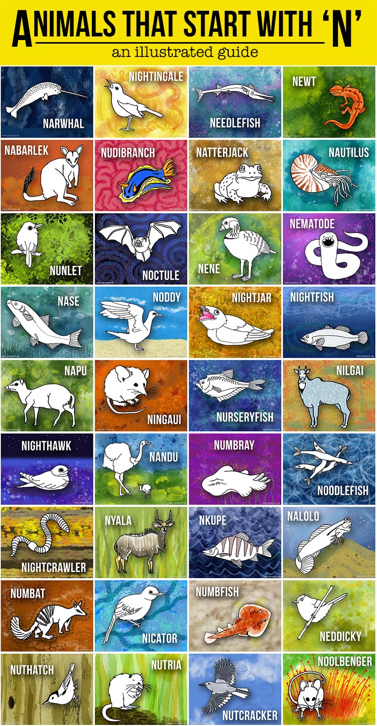 Animals That Start With N Pinterest 