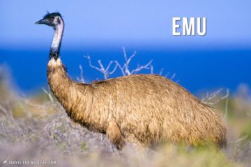 Animals That Start With an E | Animal Alphabet