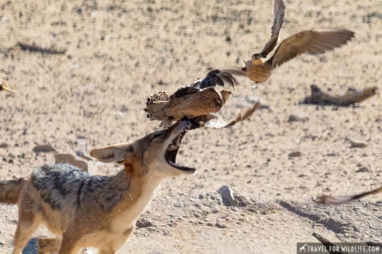 The Jumping Jackals of Nossob (& How to Photograph Them)