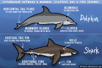 Are Sharks Mammals or Fish? (and Other Shark Facts)- Travel For Wildlife