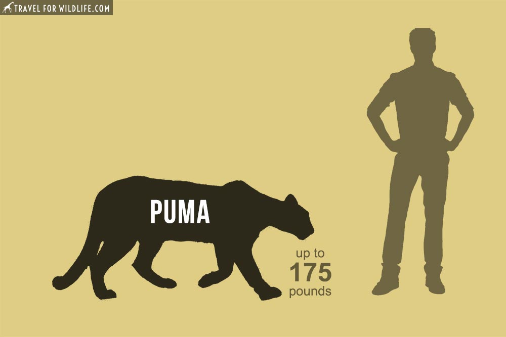 puma cat size