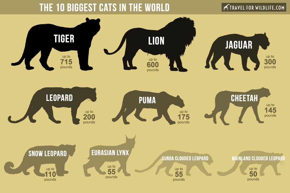 What Is The Largest Cat Species On Earth The Earth Images
