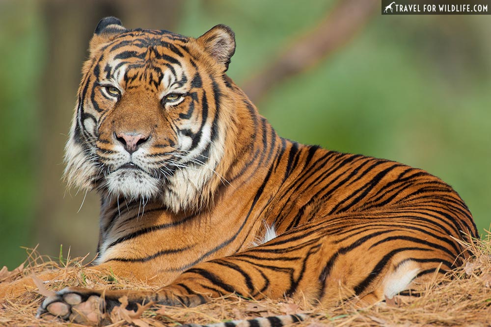 Tigers: The world's largest cats