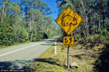 Where to See Native Australian Animals: an Epic Australia Roadtrip ...