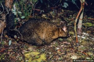 possum brushtail opossum tasmania