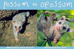 possum opossum pronounce travel4wildlife