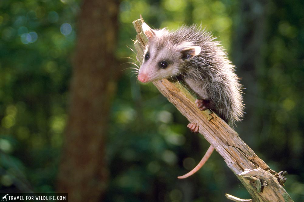 Opossum or possum?