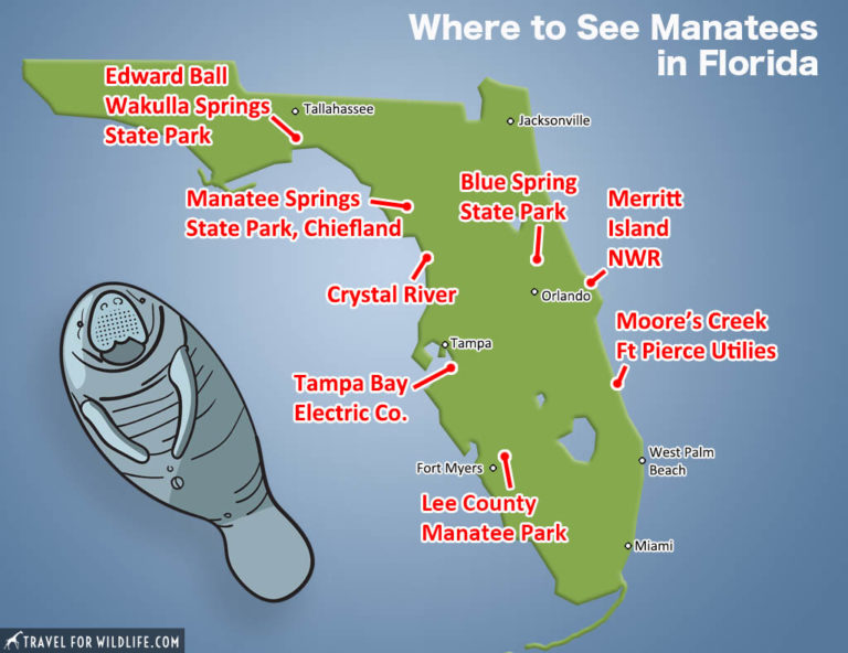 Where to See Manatees in Florida - Travel For Wildlife