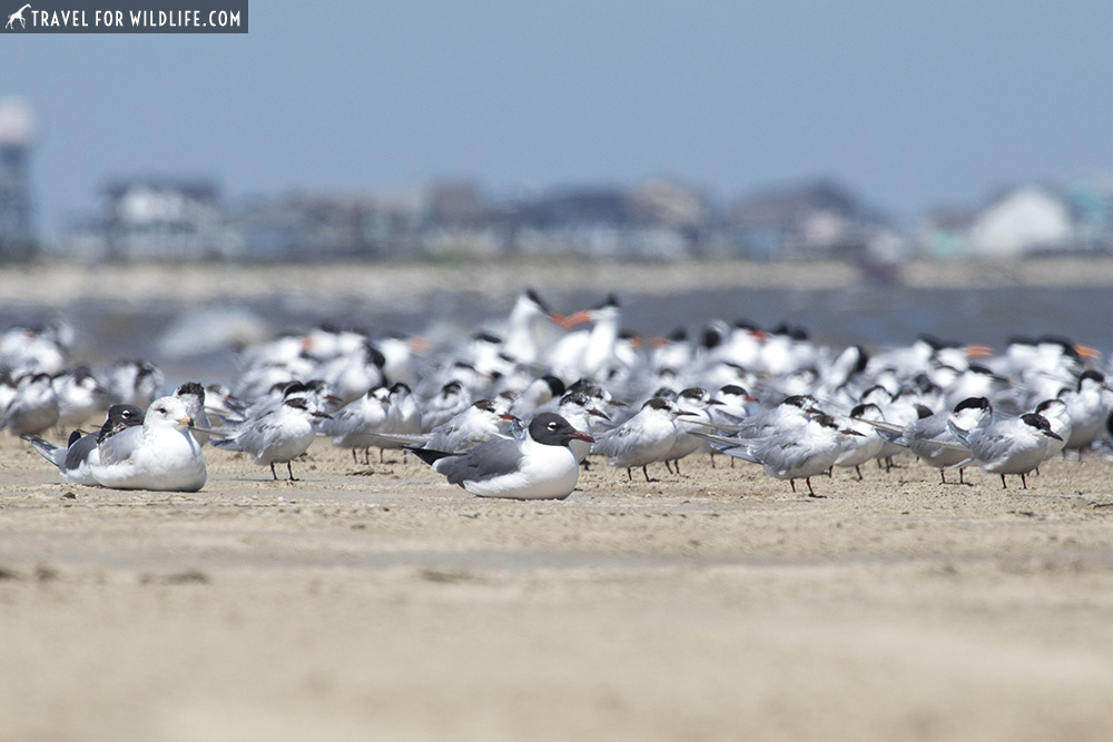 mixed flock of terns and gulls on the beach