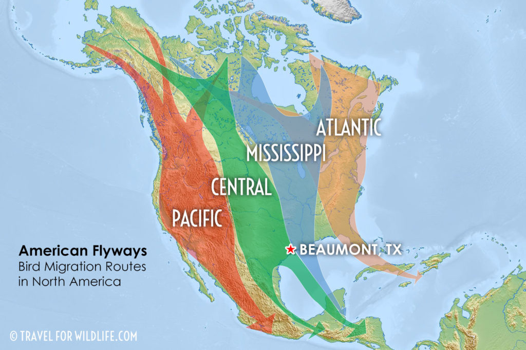 Birding in Texas; 3 Days in Beaumont, 200 Species | Travel For Wildlife