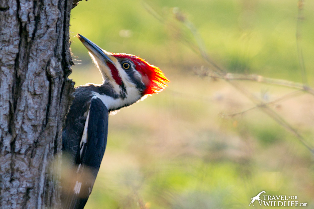 16 Birding Festivals in the United States 2023 and 2024 dates