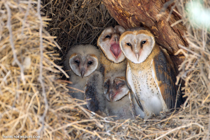 South African Owls, a Guide to the Owl Species Found in South Africa ...