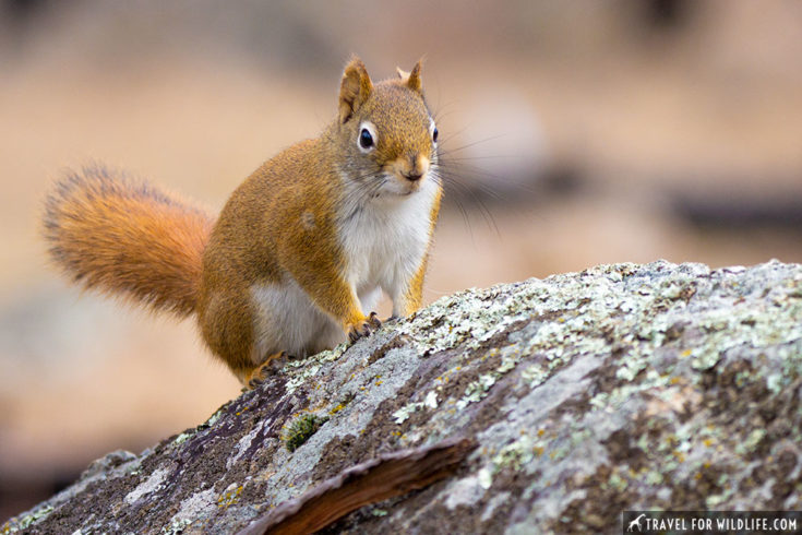 Devils Tower Animals: Close Encounters of the Wild Kind | Travel For ...