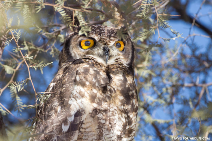 South African Owls, a Guide to the Owl Species Found in South Africa ...