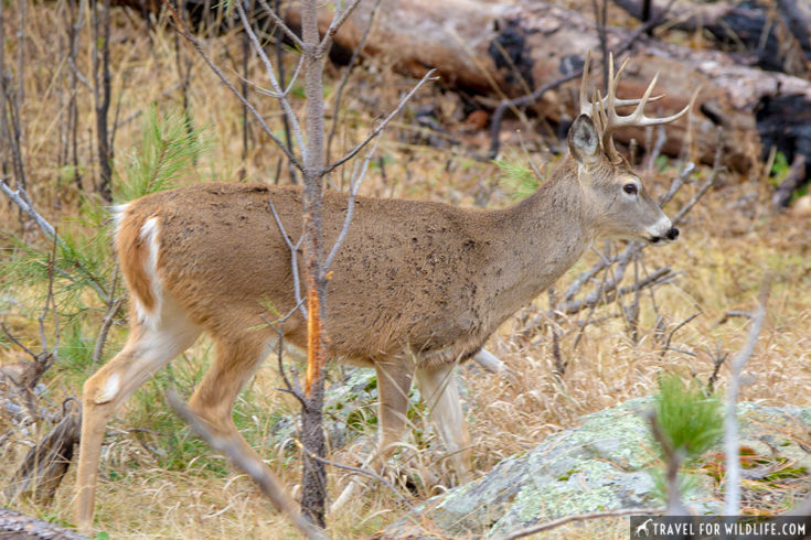 Devils Tower Animals: Close Encounters of the Wild Kind | Travel For ...