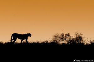 Guide to the Kgalagadi Transfrontier Park | Travel For Wildlife