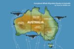 Whale watching in Australia: when and where to go | Travel For Wildlife