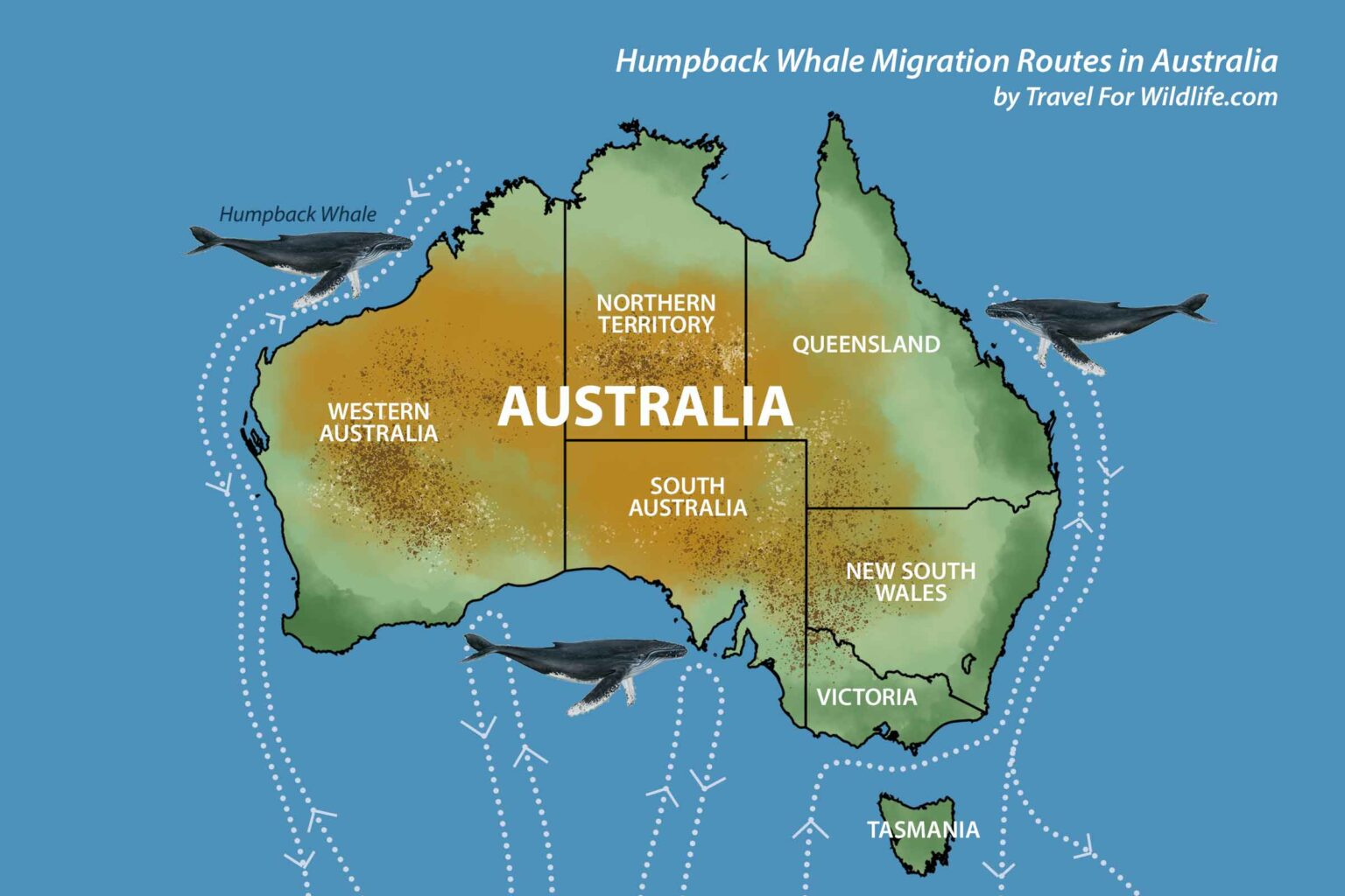 Humpback Whale Migration Map Australia 1536x1024 