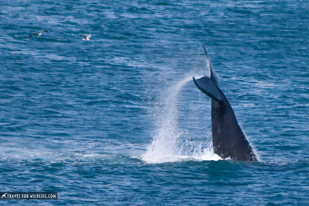 Whale watching in Australia: when and where to go | Travel For Wildlife