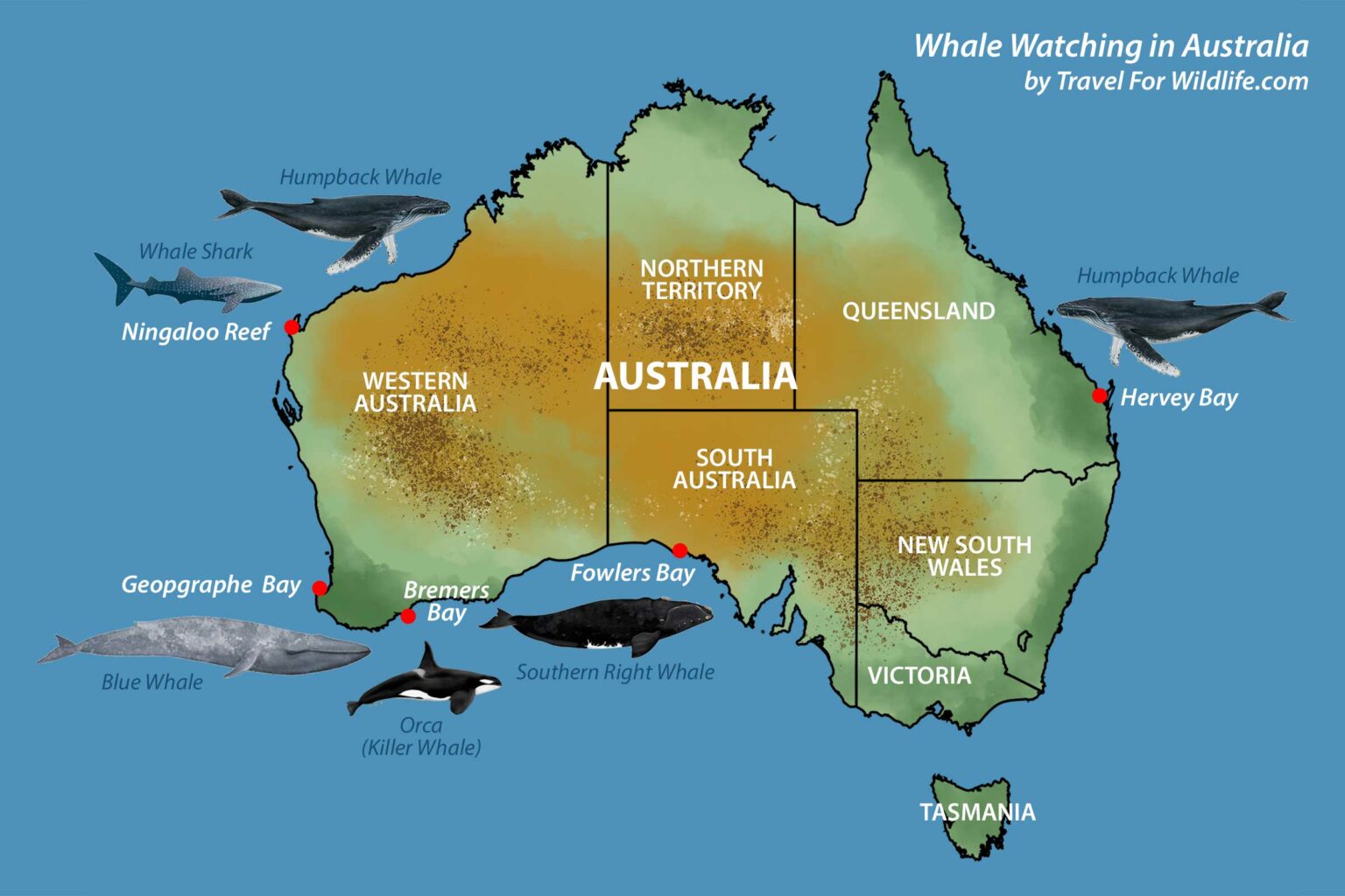 Whale watching in Australia: when and where to go | Travel For Wildlife