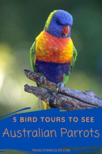 Flocking to see Australian parrots: five tours that will take you there ...