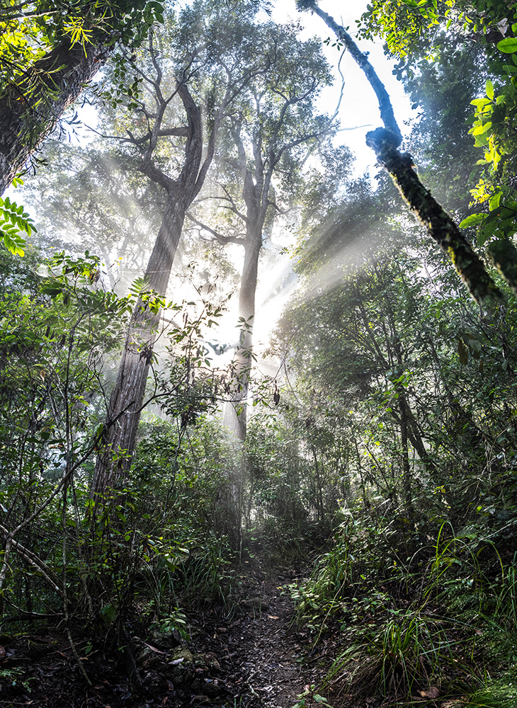 sun beam through forest trees