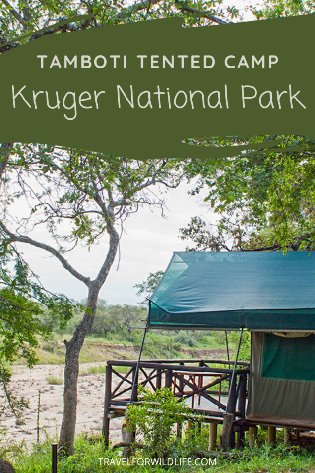 Tamboti Tented Camp, Kruger National Park | Travel For Wildlife