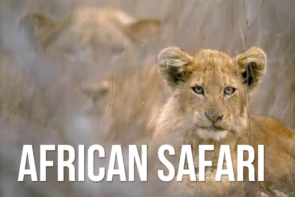 African safari articles and African wildlife information