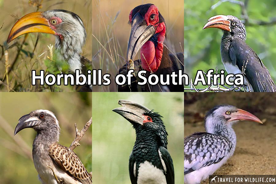 south african birds identification