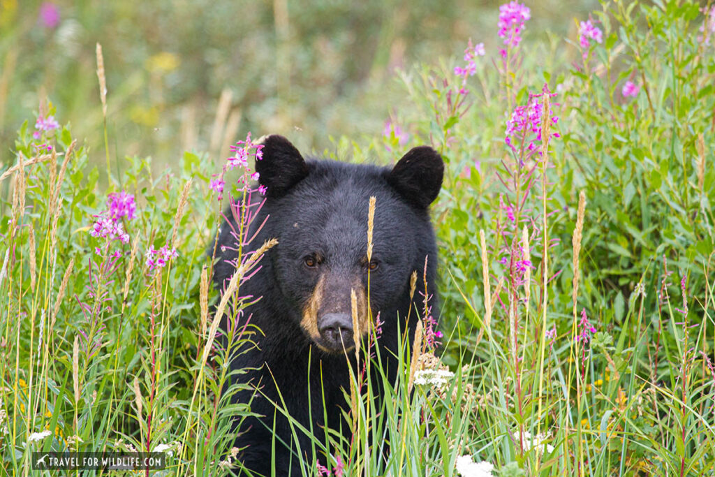Oso negro entre fireweed